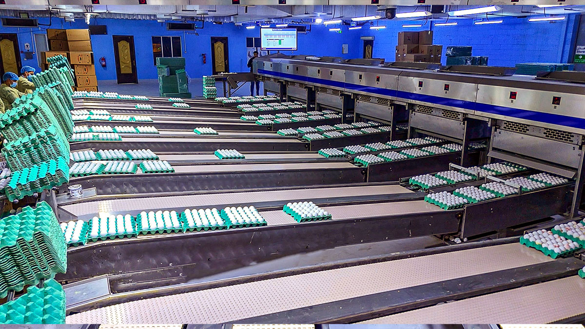 شركة الزيلعي للصناعات الزراعية المتنوعة المحدودة (زايلكو) - فرع السعودية